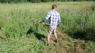 Scything the thistle forest.