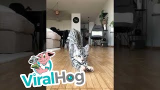 Cat Crashes into the Camera || ViralHog