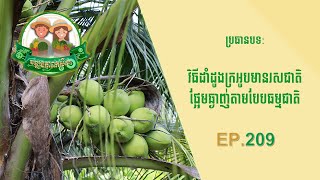 កម្មវិធីវឌ្ឍនភាពកសិករ ភាគទី ២០៩ ៖​ វិធីដាំដូងក្រអូបមានរសជាតិផ្អែមឆ្ងាញ់តាមបែបធម្មជាតិ