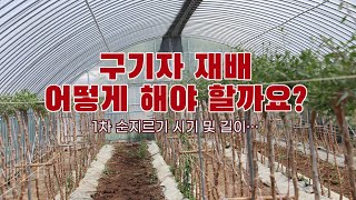 구기자 1차 적심 방법