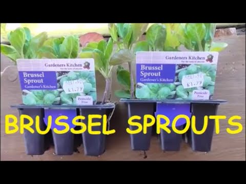 Allotment Grow How - Planting Brussel Sprouts Allotment Grow How - Planting Brussel Sprouts