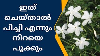 How to get more flowers in Spanish Jasmine | പിച്ചി നിറയെ പൂക്കാൻ ഈ സൂത്രം പ്രയോഗിച്ചാൽ മതി | gold