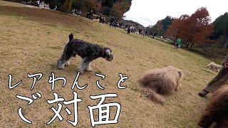 見たことないわんこに遭遇し不思議そうな愛犬【ミニチュアシュナウザー】