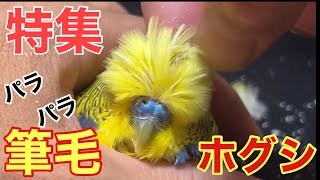 【インコ】筆毛ホグシ‼️パラパラ特集‼️