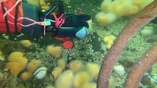 seabed 4