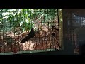 pet crow കാക്കയെ ഇതുപോലെ പെറ്റ് ആക്കി വളർത്താം