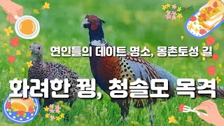 [데이트 명소] 올림픽공원 몽촌토성길에서 화려한 꿩가족, 청솔모 목격