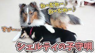 シェルティの子守唄でお昼寝する柴犬 🐶ひみつきちなう！③🐶 2019年10月23日