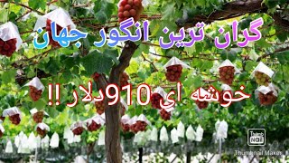 درشت ترین و گران ترین انگور جهان|خوشه 910دلار!!