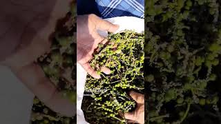 ಕಾಳುಮೆಣಸು ಕೊಯ್ಲಿನ ನಂತರ ಮಾಡಬೇಕಾದ ಕೆಲಸ | Black pepper post harvest work #blackpepper