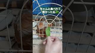 イグアナのいる日常～手渡しの食事～