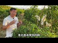 【老林赶野】很多網友都問老林黃晶果好不好管理，老林今天給大家分析一下