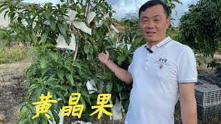 【老林赶野】很多網友都問老林黃晶果好不好管理，老林今天給大家分析一下