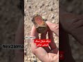 با دیدن این جاسپر زیبا دیگه دنبال سنگ قیمتی نمیری jasper جاسپر عقیق سنگ