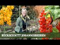 Johannisbeeren Rückschnitt - Wie und wann man schneidet man richtig zurück?