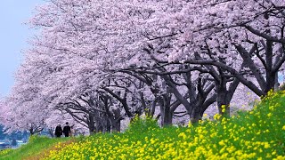 絶景九州 2024年3月放送「桜の絶景」