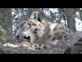 ユキヒョウ赤ちゃんフク　keeper s talk 5 （last part）dec.16 2018　snow leopard cub