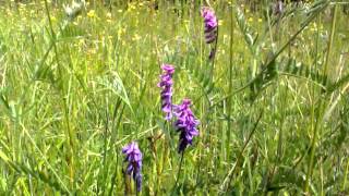 Tufted vetch