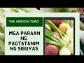 PAANO MAGTANIM NG SIBUYAS?