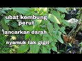 Pokok Kemangi//Mengenali pokok Kemangi dan khasiatnya