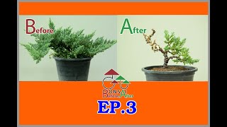 Gu bonsai Before and After : EP.3