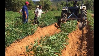 #How To #cassava #weed  #tractor #ford #youtube #Get, Weeds management in cassava cultivation