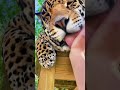 Jaguar Boop! SO CUTE