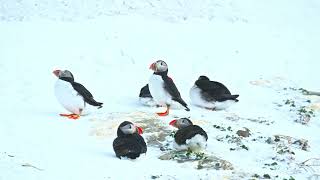 4K HDR Wildlife March 2022 in Hornøya, Vardø. Tens of thousands of birds have come to windy and snow