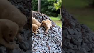 dogs#shorts #viral #comedy #trending #funny #