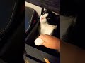 cat plays the drums