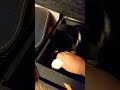 cat plays the drums