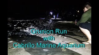 Join Cabrillo Marine Aquarium on a Grunion Run