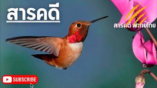 สารคดีสัตว์โลก ฮัมมิ่งเบิร์ดวิหคมหัศจรรย์ สารคดีนกจิ๋วแสนสวย สารคดีนกฮัมมิ่งเบิร์ด สารคดี ใหม่ล่าสุด