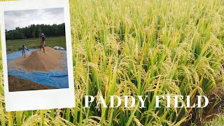 Paddy field ( നെല്ല്  കൃഷി - നെല്ല്  ഉണക്കൽ )