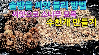 소나무 솔방울 씨앗 분리방법 소나무씨앗 발아방법  소나무 씨앗으로 묘목만들기 솔방울 채취시기