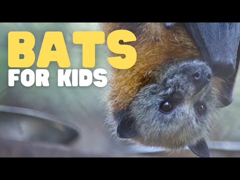 Are fruit bats small?
