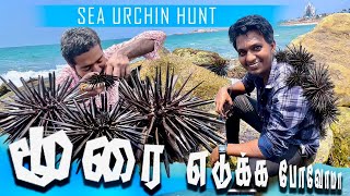 Sea Urchin Hunt | கடல் மூரை வேட்டை | கடல் குச்சி | கடல் முள்ளெலி | Alive eating fish taste