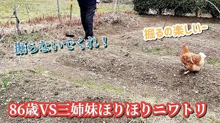 86歳おじいちゃんの道整備を邪魔するニワトリ三姉妹