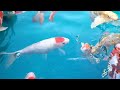 水切りストッキングで鯉、金魚、熱帯魚の濾過 carp goldfish tropical fish filtration 鯉めのう鯉動画 ️⃣濾過改造 水切りストッキング