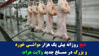 برنامه میهن من، افتتاح کشتار گاه بزرگ مواشی در ولایت هرات