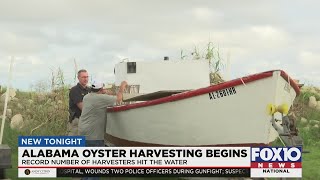 Alabama oyster harvesting season opens