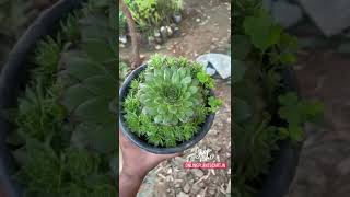 Succulent Plants Online - Buy Succulents \u0026 Cacti Online at Cheapest Price |  #nursery #plants