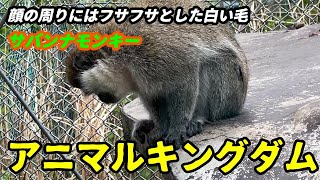 おうちで動物園 番外編　アニマルキングダム　サバンナモンキー