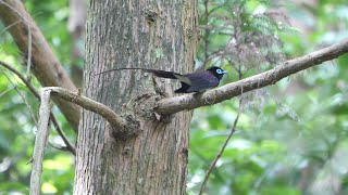 神奈川県大磯町のサンコウチョウ（雄）その９２（4K60P動画）