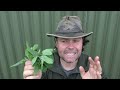 how to identify fat hen wild food u0026 foraging