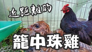 【雞的日常】近距離的籠中的珠雞