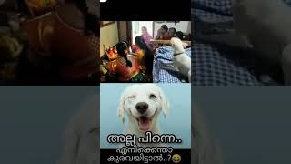 പിന്നെ എനിക്ക് ഇടണ്ടേ കുരവാ😡😂😂😂 #funny #comedy #new #doglover #shortsvideo