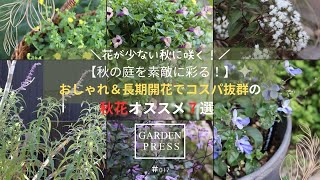 【秋の庭を彩る】長期開花＆コスパ抜群のおすすめ7品種｜花が少ない秋に咲く|酷暑を乗り越え10月現在咲いている花|ガーデニングVlog｜手間いらずの庭