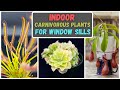 Best Carnivorous Plants To Grow Indoors On A Window Sill For Beginners + Care Tips - Updated (2023)