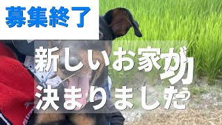 【募集終了】里親様が決まりました　功(こう)　犬　ミニチュアピンシャー　土日祝日譲渡会11時から13時半 予約制